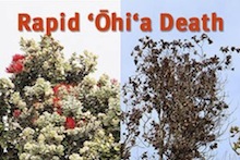 Rapid Ohia Death images